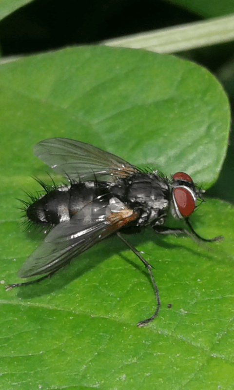 Tachinidae : Phyllomya sp.?  No,  Thelaira nigripes